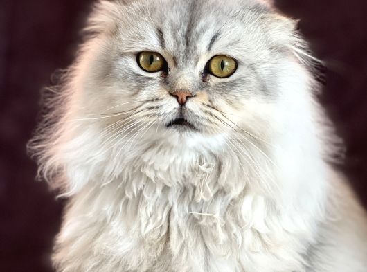 Scottish Yavru Kedi görsel