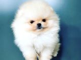 POMERANİAN BOO YAVRULARI