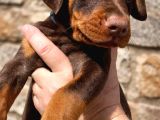 45 Günlük Kızıl Dobermanlarım
