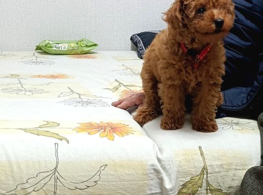Poodle Kızımız Hazır görsel