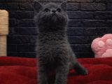 Ori̇ji̇nal Bebek Bri̇ti̇sh Shorthai̇rler
