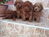 Ev Üreti̇mi̇ Kivir Kivir Poodle Bebekleri̇mi̇z