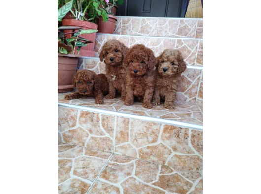 Ev Üreti̇mi̇ Kivir Kivir Poodle Bebekleri̇mi̇z görsel