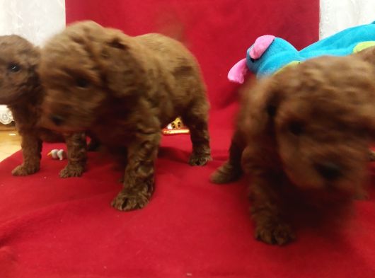 Safkan Red Brown Toy  Kore Poodle Yavrular - Üst Kalite görsel