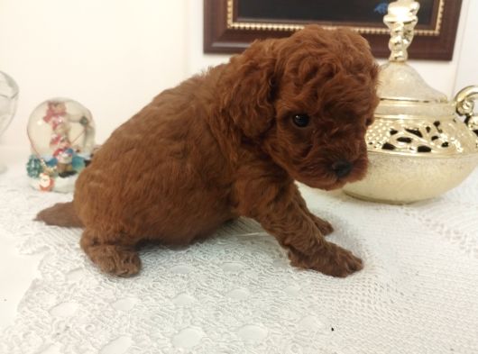 Safkan Red Brown Toy  Kore Poodle Yavrular - Üst Kalite görsel