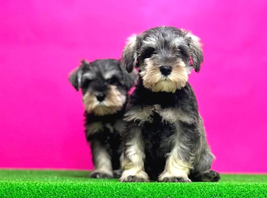 Minyatür Schnauzer Irk Garantili Resmi Üreticiden Yavrular