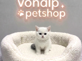 Vonalp Pet Garantisiyle Efsane Güzelli̇kte Bri̇ti̇sh Shorthai̇r