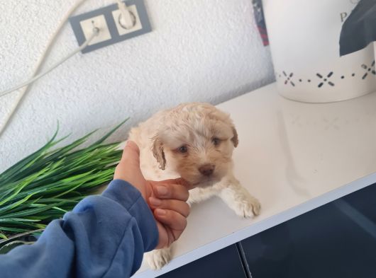 Minyatür Minnaklarım Teslime Hazır görsel
