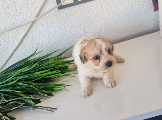 Minyatür Minnaklarım Teslime Hazır görsel