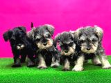 Minyatür Schnauzer Irk Garantili Resmi Üreticiden Yavrular