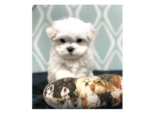 Topaç Gibi Maltese Bebeklerimiz görsel
