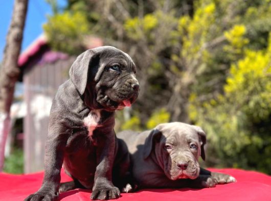 Dev Irk Yakın Koruma Cane Corso Yavrularımız görsel