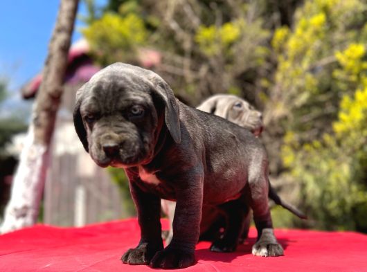 Dev Irk Yakın Koruma Cane Corso Yavrularımız görsel