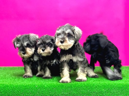 Minyatür Schnauzer Irk Garantili Resmi Üreticiden Yavrular görsel
