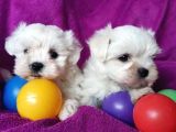 Matese Terrier Irkının En Özel Yavruları