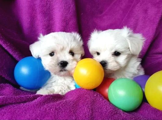 Matese Terrier Irkının En Özel Yavruları görsel