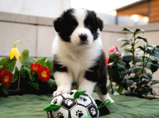Border collie mükemmel yavrularımız