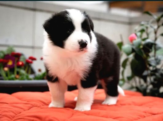 Border Collie Mükemmel Yavrularımız görsel