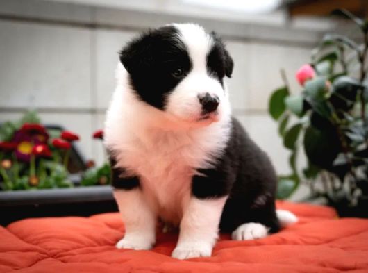 Border Collie Mükemmel Yavrularımız görsel