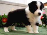 Border Collie Mükemmel Yavrularımız