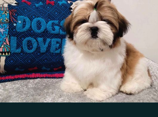 Shihtzu yavrularımız ırkının en iyileri
