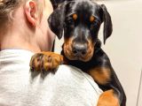 King Boy Irkının En Özel Doberman Yavruları