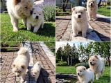 Premium Chow Chow Yavruları