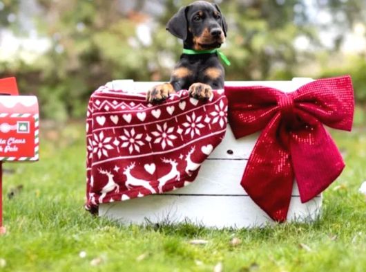 King Boy Irkının En Özel Doberman Yavruları