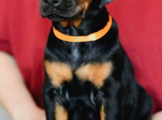 King Boy Irkının En Özel Doberman Yavruları görsel