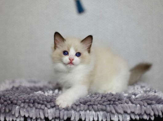 Asil Duruşlu Ragdoll görsel