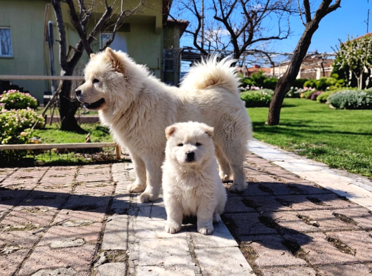Premium Chow Chow Yavruları görsel