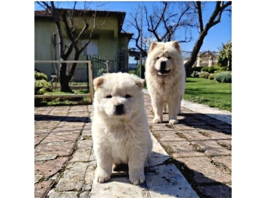 Premium Chow Chow Yavruları
