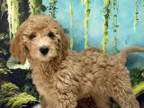 Dev Poodle Bebekleri Sizi Bekliyor