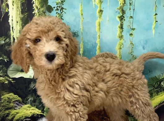 Dev Poodle Bebekleri Sizi Bekliyor görsel
