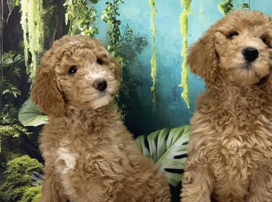 Dev Poodle Bebekleri Sizi Bekliyor görsel