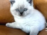 Bebeksi Blue Point British Shorthair