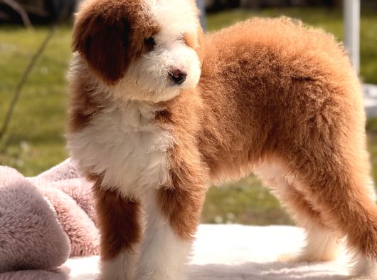 Standart dev poodle yavrular