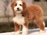 Standart Dev Poodle Yavrular