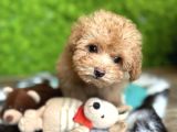 Malti̇poo Yavrumuz Li̇za