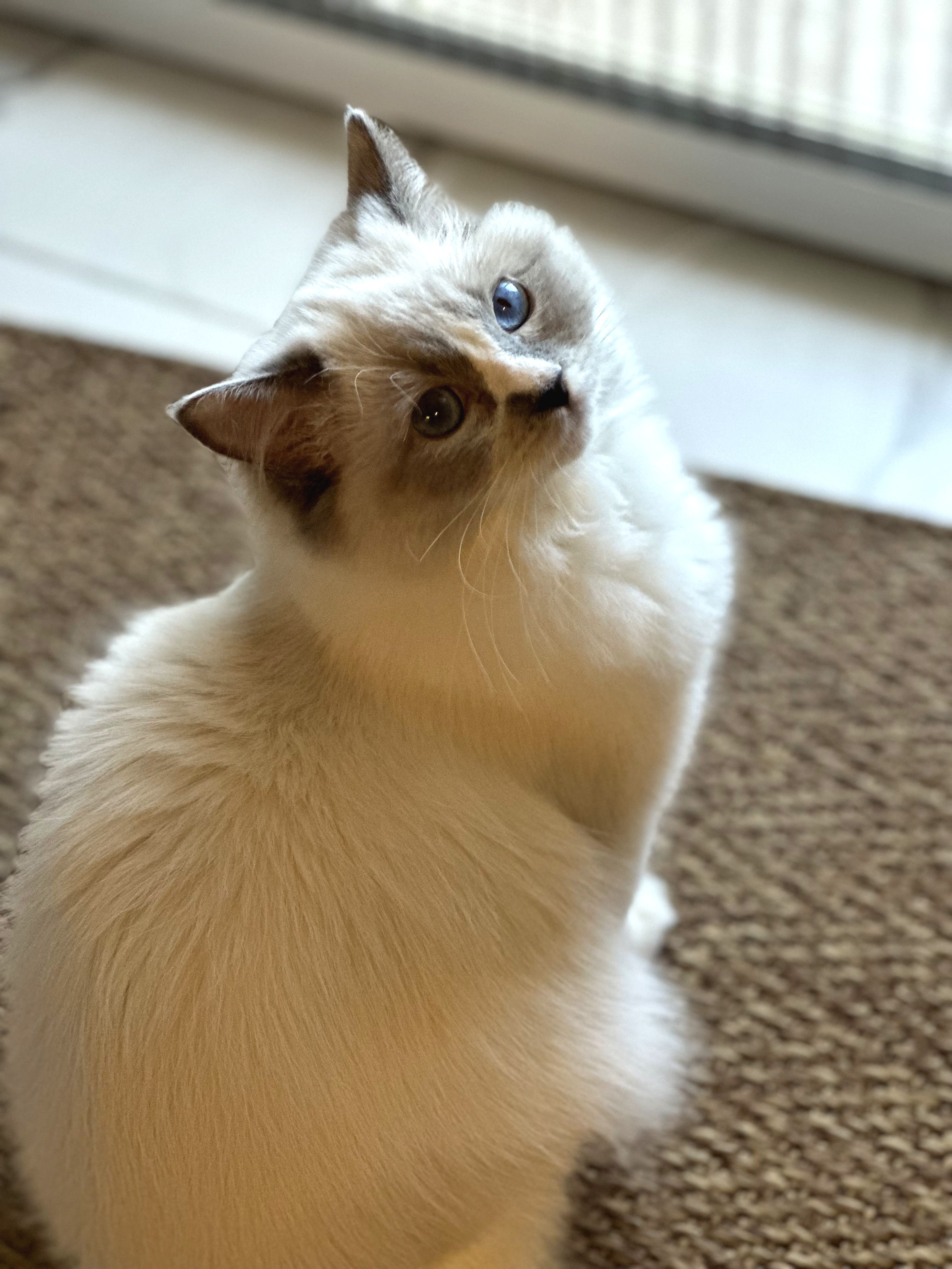 7 Aylık Ragdoll Yavrumuz Sahiplendirilecektir - Patibul.com