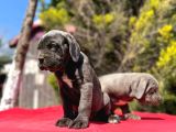 Dev Irk Yakın Koruma Cane Corso Yavrularımız
