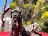 Dev Irk Yakın Koruma Cane Corso Yavrularımız