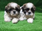 A Kalite Shihtzu  Yavrular
