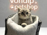 VONALP PET GARANTISIYLE EFSANE GÜZELLİKTE BRİTİSH SHORTHAİR