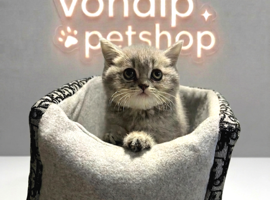 Vonalp Pet Garantisiyle Efsane Güzelli̇kte Bri̇ti̇sh Shorthai̇r