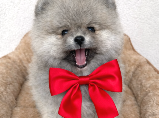 Pomerian Boo Ayı Surat Dişi görsel