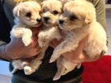 Ev Doğumu Maltipoo Yavrularımız