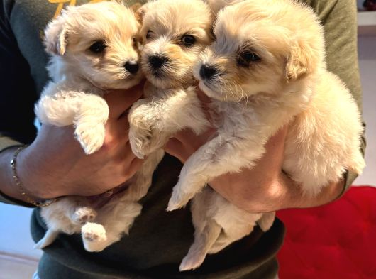 Ev Doğumu Maltipoo Yavrularımız görsel