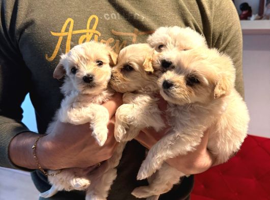 Ev Doğumu Maltipoo Yavrularımız görsel