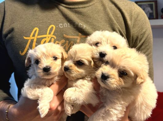 Ev Doğumu Maltipoo Yavrularımız